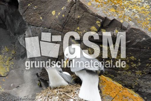 Dreizehenmöve (4 von 10).jpg